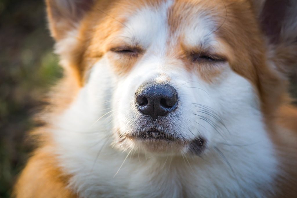 Dog Poop Pickup in Ferndale Michigan