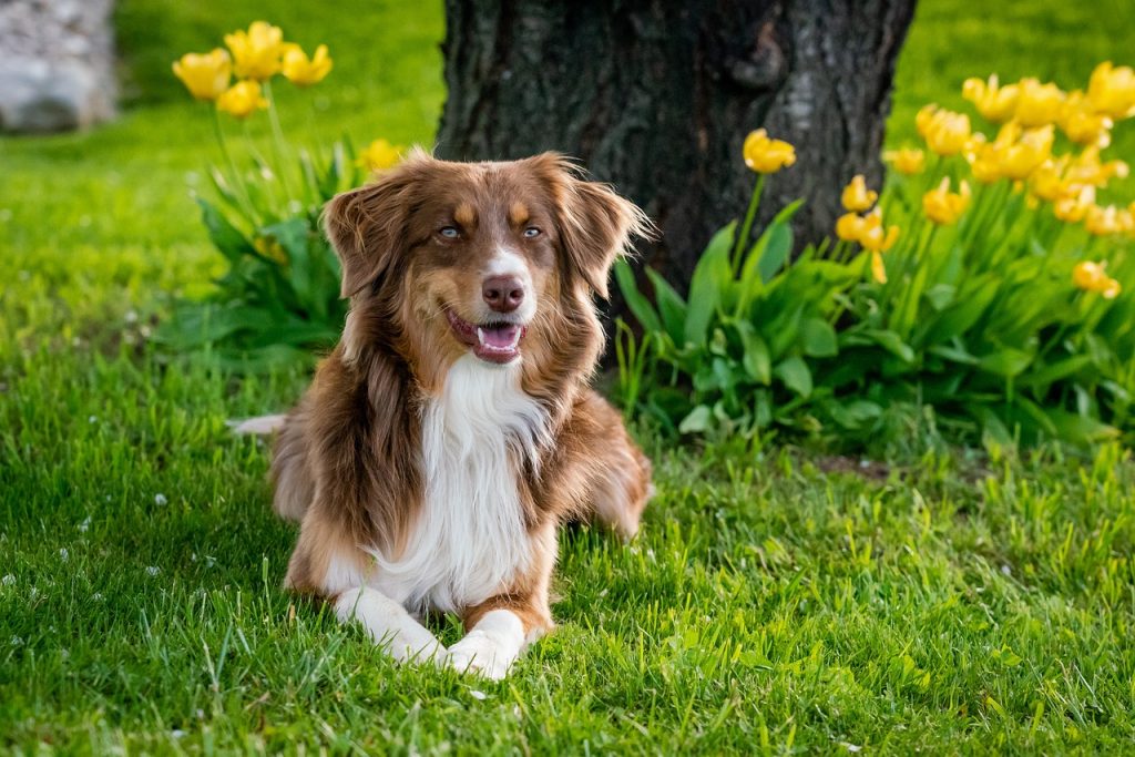 Dog Poop Pickup in Ferndale Michigan