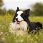 Dog Poop Pickup in Ferndale Michigan