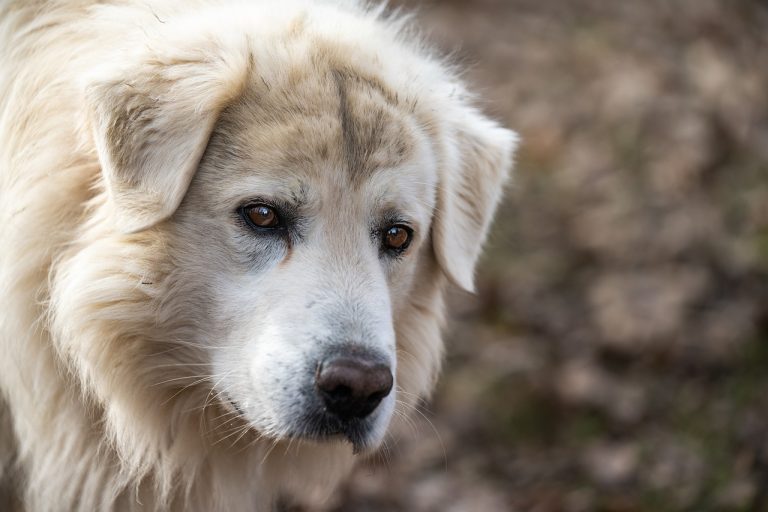 Dog Poop Pickup in Ferndale Michigan