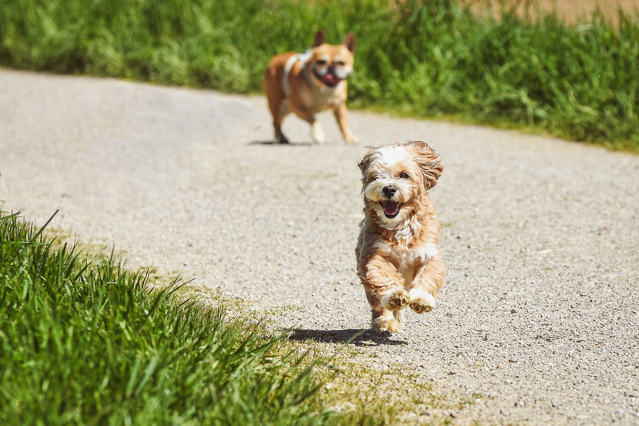 Dog Poop Pickup in Ferndale Michigan