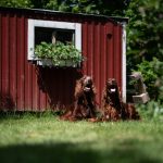 Dog Poop Pickup in Ferndale Michigan