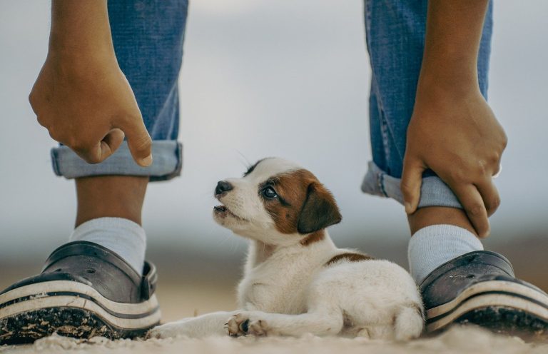 Dog Poop Pickup in Ferndale Michigan